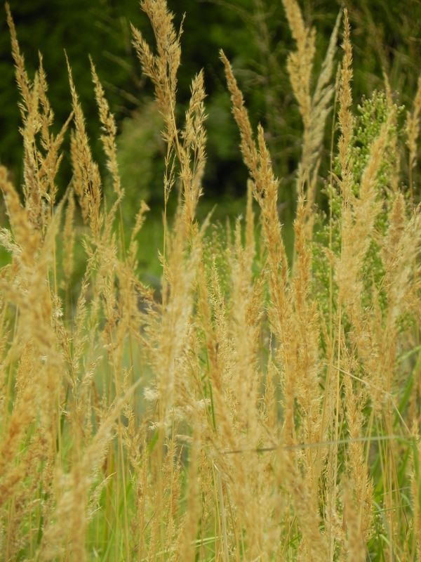 Calamagrostis epigejos