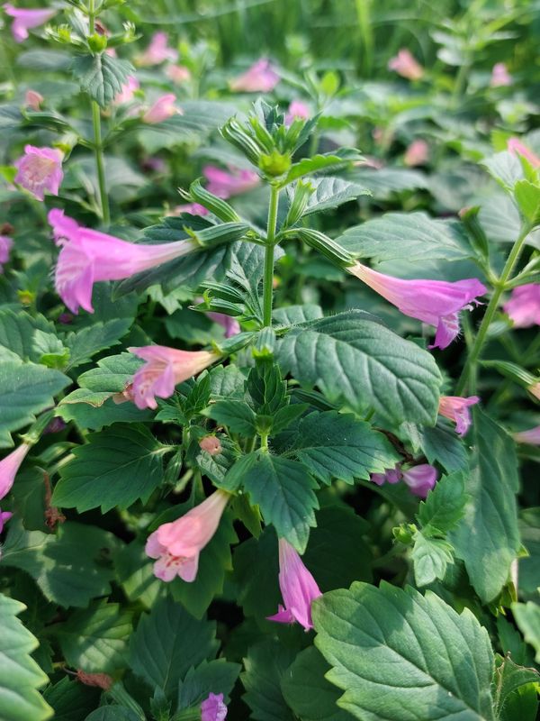 Calamintha grandiflora ‘Elfin Purple’