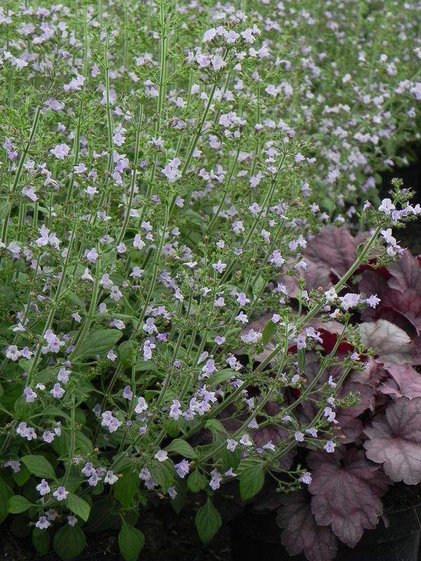 Calamintha nepeta ‘Marvelette Blue’