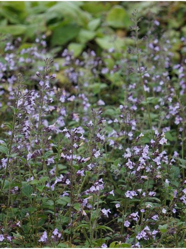 Calamintha nepeta ‘Lila Reise’