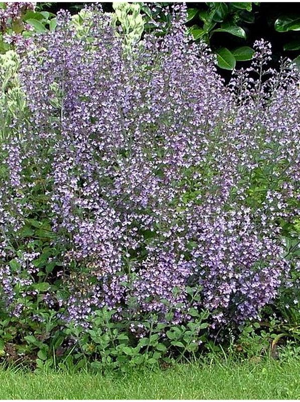 Calamintha nepeta ‘Blue Cloud’