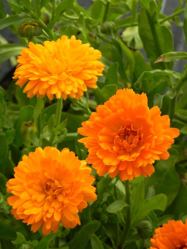 Calendula officinalis