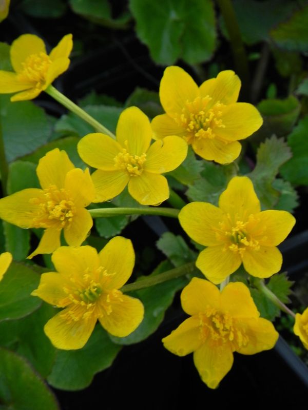 Caltha palustris