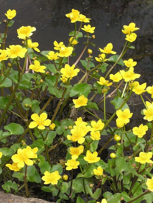 Caltha palustris ‘Bright Yellow’
