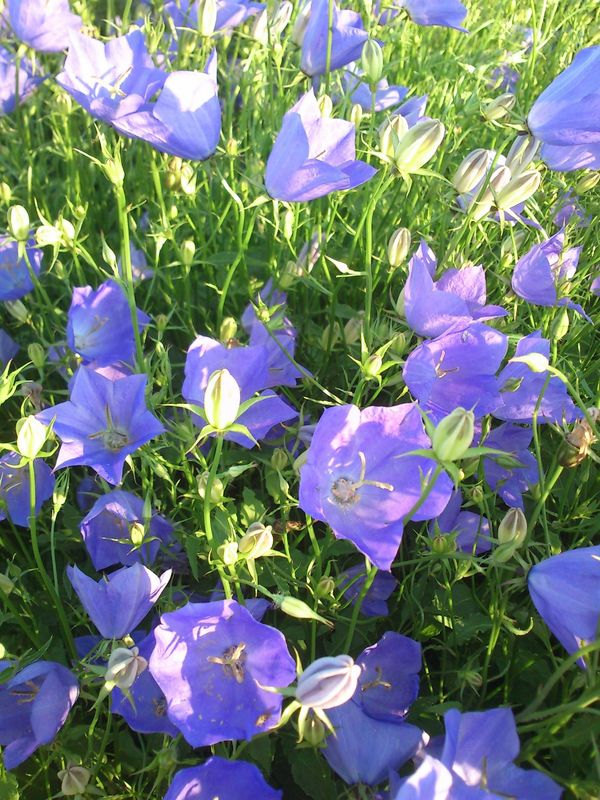 Campanula carpatica ‘Blau’