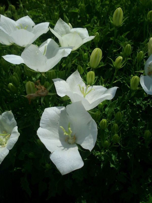 Campanula carpatica ‘Clips White’