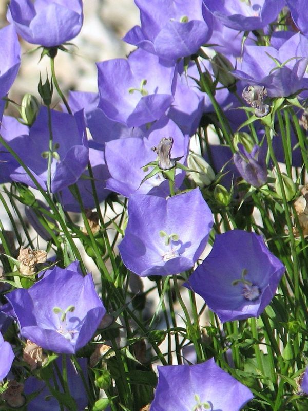 Campanula carpatica ‘Perla Blue’