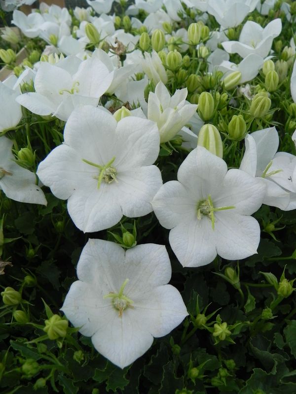 Campanula carpatica ‘Perla White’