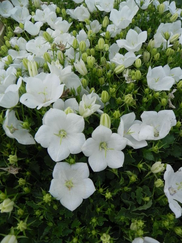 Campanula carpatica ‘Perla White’