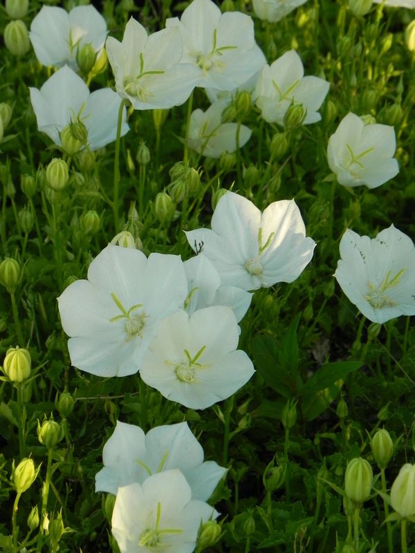 Campanula carpatica ‘Perla White’