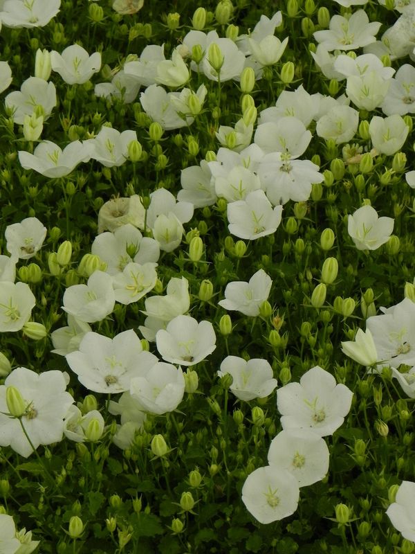 Campanula carpatica ‘Perla White’