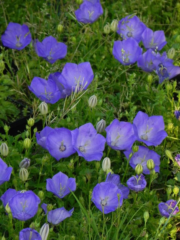 Campanula carpatica ‘Perla Blue’