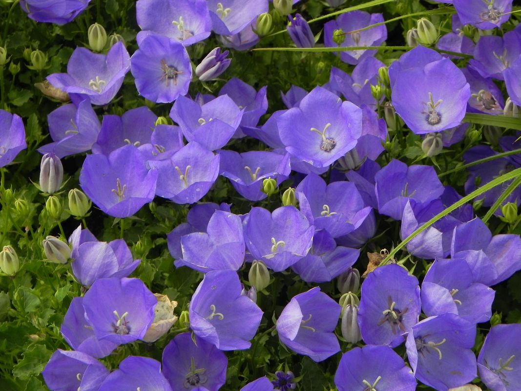 Campanula carpatica ‘Perla Blue’