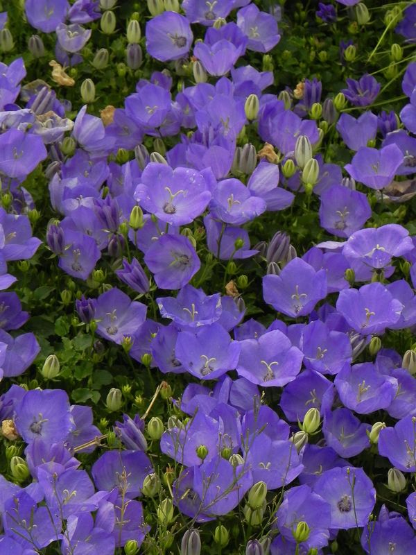 Campanula carpatica ‘Perla Blue’