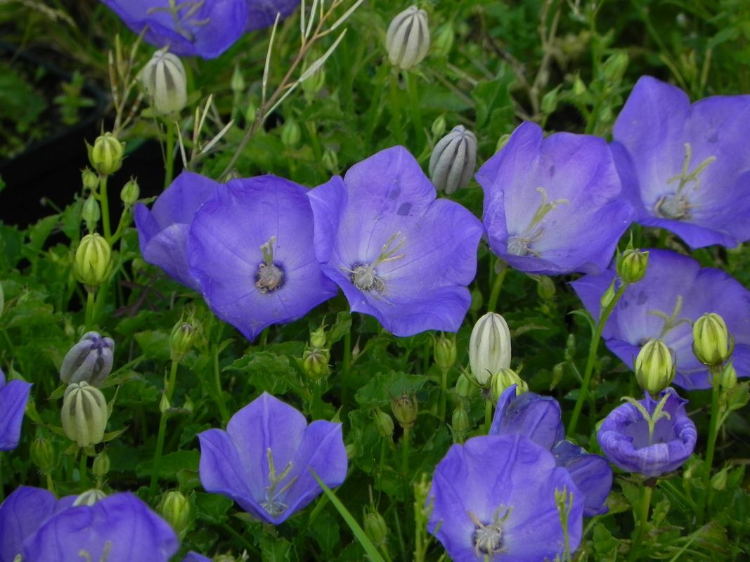 Campanula carpatica ‘Perla Blue’