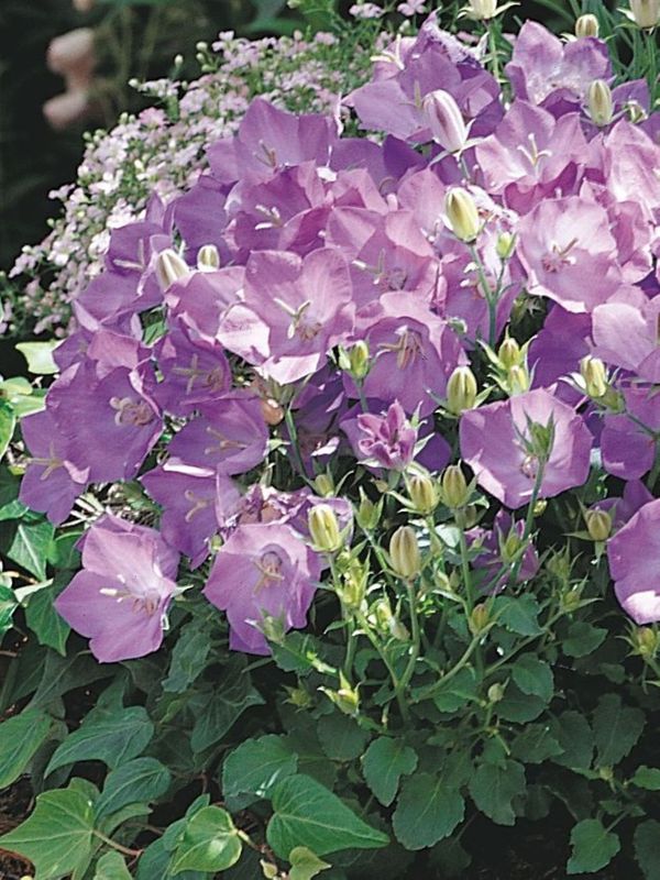 Campanula carpatica ‘Carillon Blue’