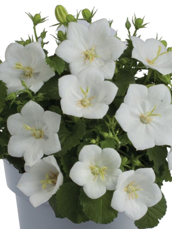 Campanula carpatica ‘Carillon White’