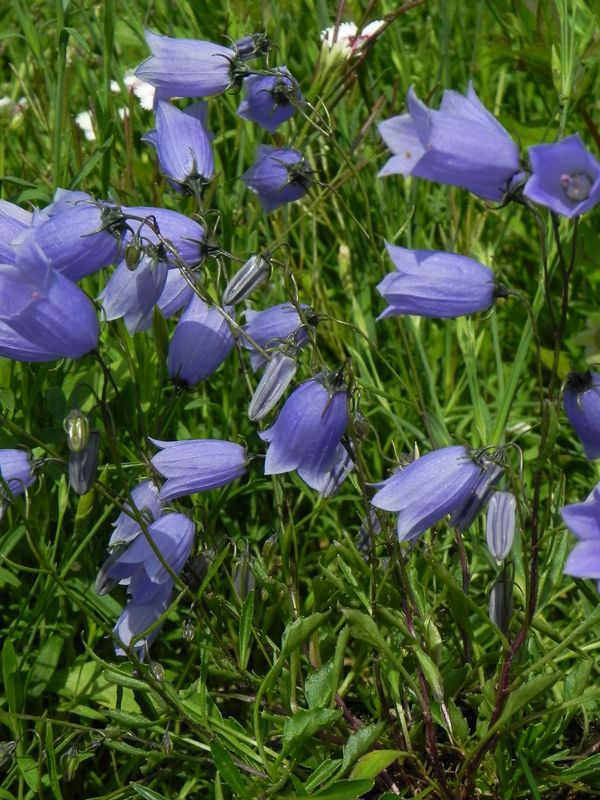 Campanula cochelerifolia