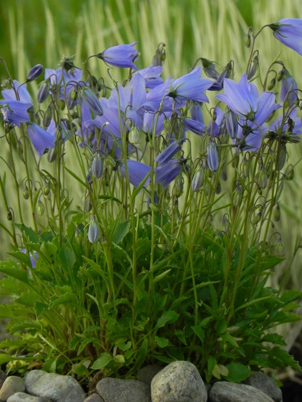Campanula cochelerifolia ‘Jingle Blue’
