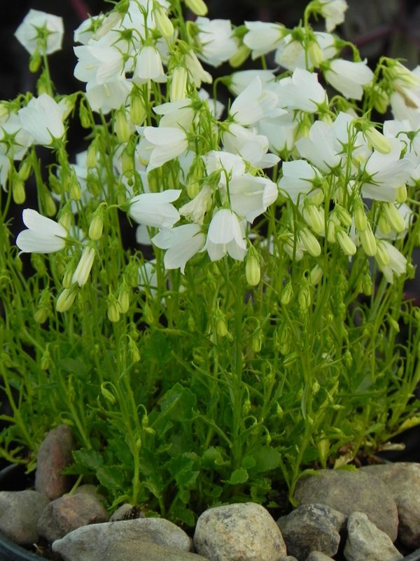 Campanula cochelerifolia ‘Jingle White’