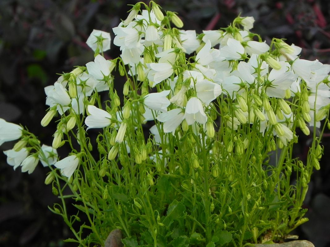 Campanula cochelerifolia ‘Jingle White’