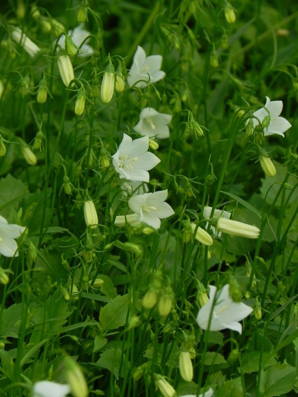 Campanula cochelerifolia ‘Jingle White’