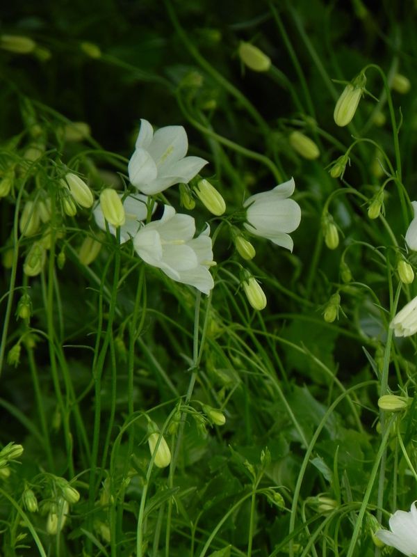 Campanula cochelerifolia ‘Jingle White’