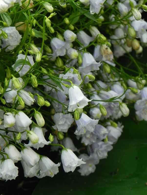 Campanula cochleariiifolia ‘Elizabeth Olivier’