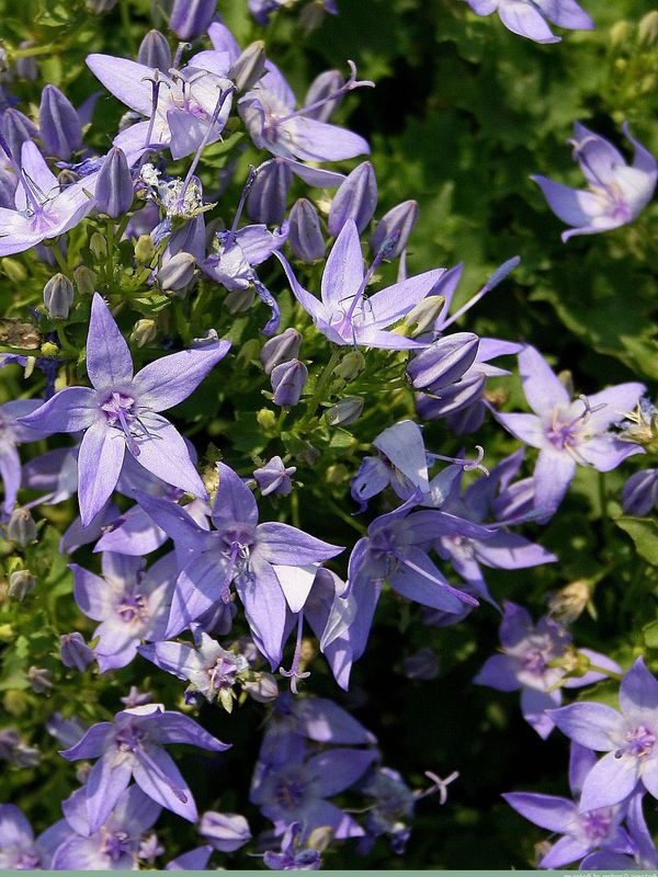 Campanula garganica ‘Major’