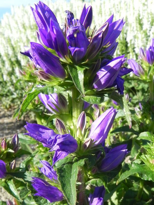 Campanula glomerata ‘Acaulis’