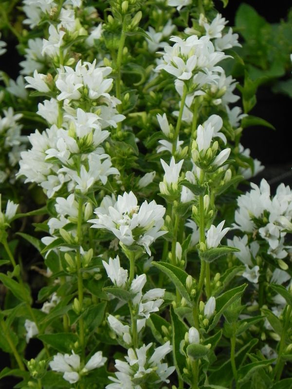 Campanula glomerata ‘Alba’