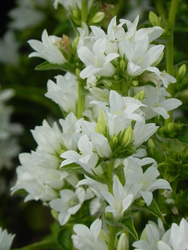 Campanula glomerata ‘Alba’