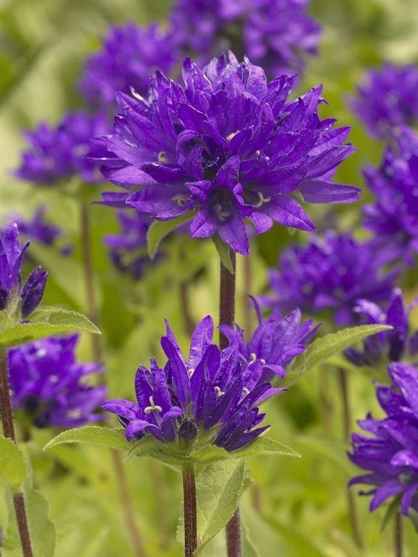 Campanula glomerata ‘Superba’