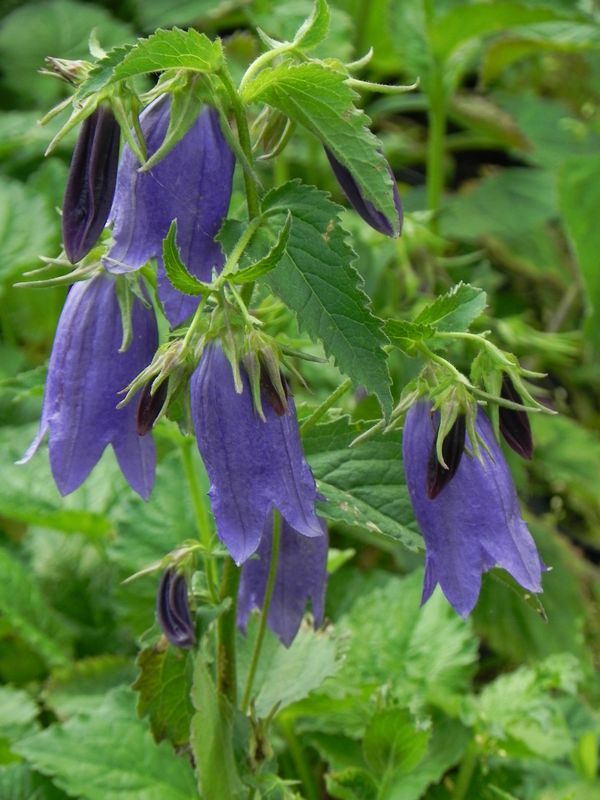 Campanula hybrida ‘Sarastro’