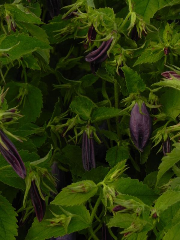 Campanula hybrida ‘Sarastro’