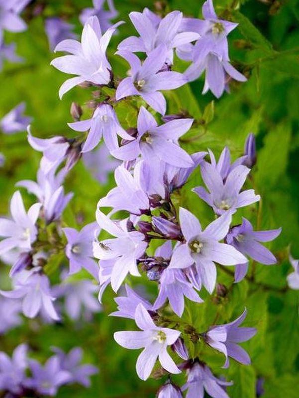 Campanula lactiflora