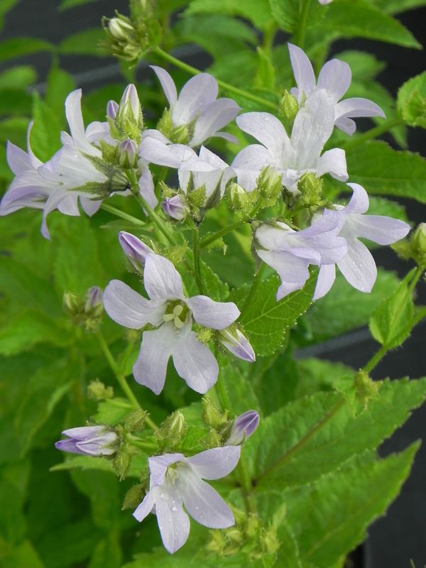 Campanula lactiflora ‘New Hybrid’