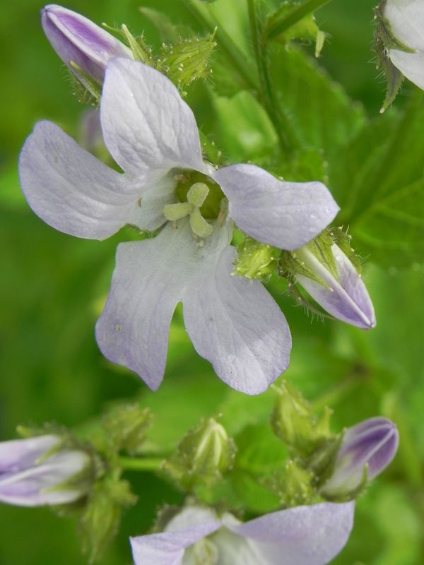Campanula lactiflora ‘New Hybrid’