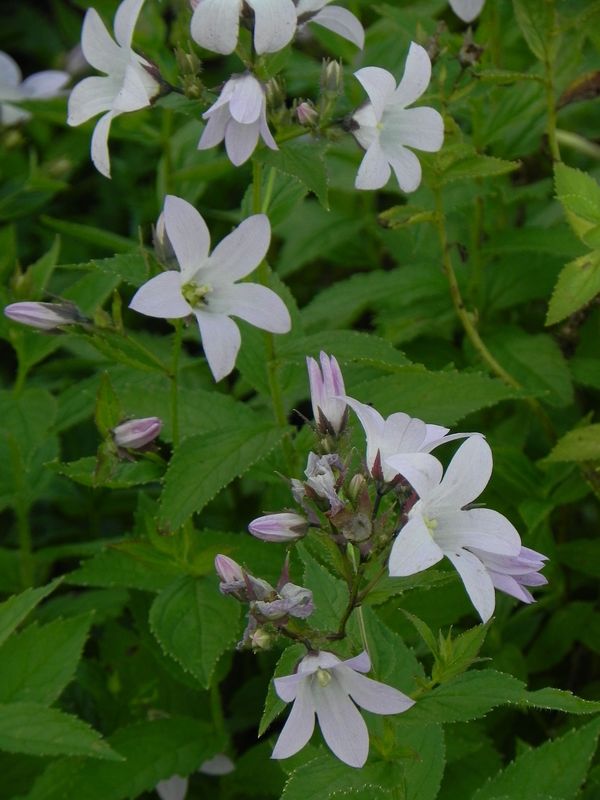 Campanula lactiflora ‘Loddon Anna’