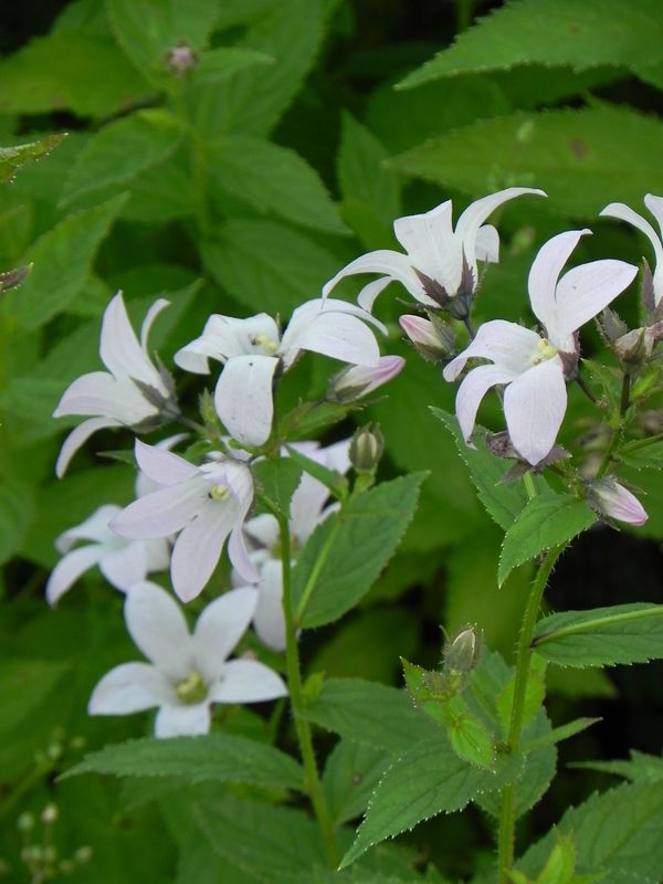 Campanula lactiflora ‘Loddon Anna’