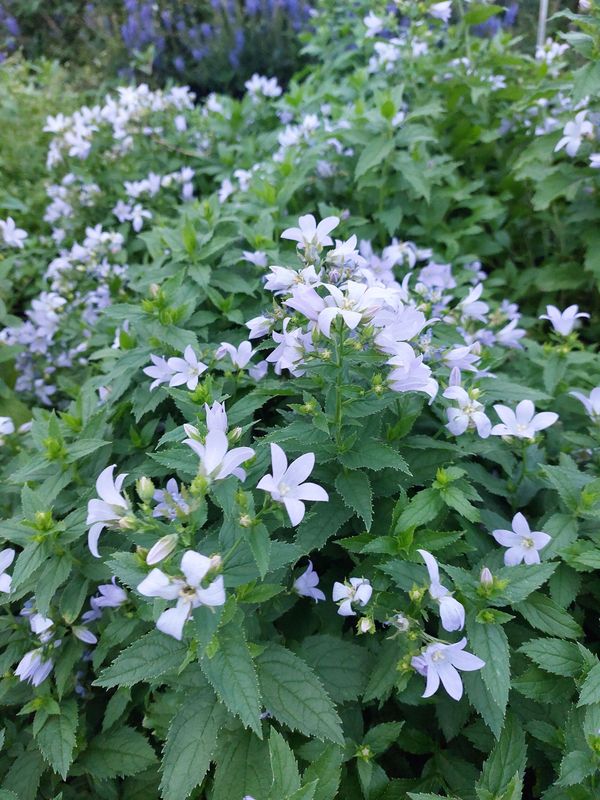 Campanula lactiflora ‘Senior’