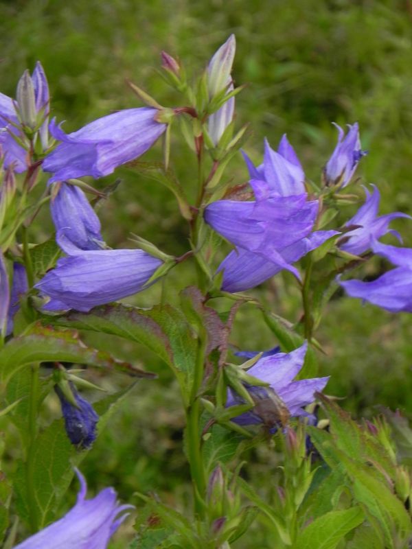 Campanula latifolia ‘ssp. Macrantha Blue’