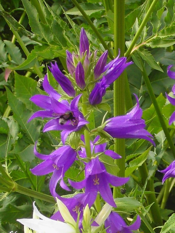 Campanula latifolia var. macrantha ‘Amethyst’
