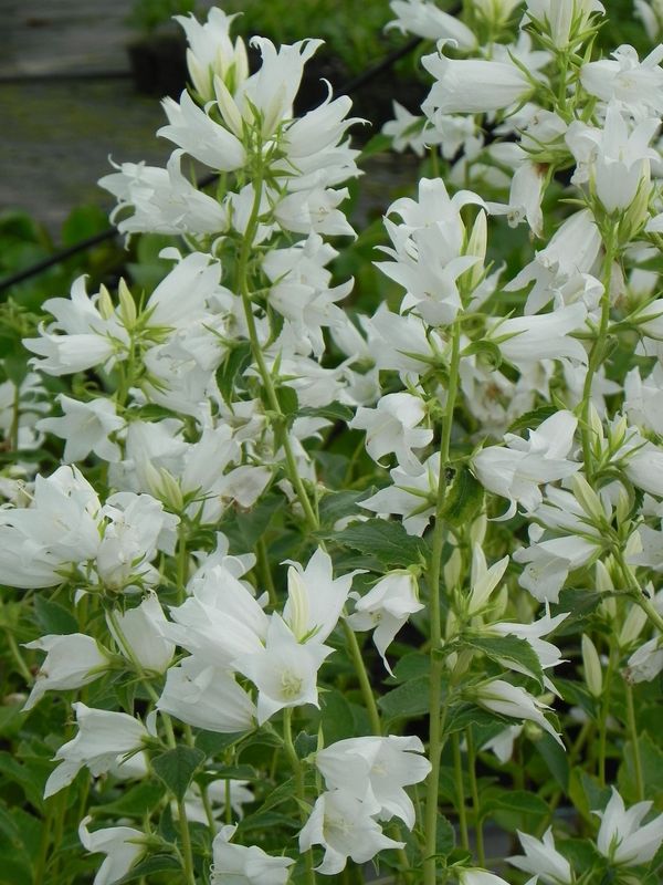 Campanula latifolia var. macrantha ‘Alba’
