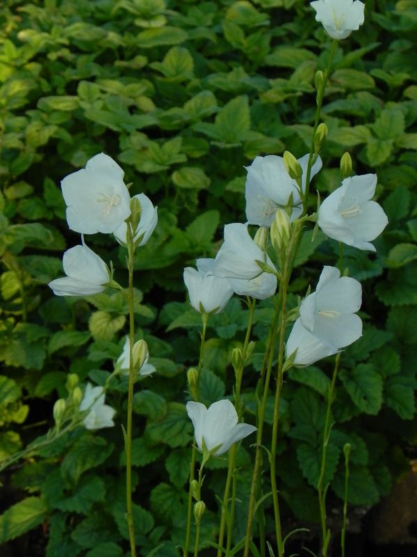 Campanula persicifolia ‘Alba’