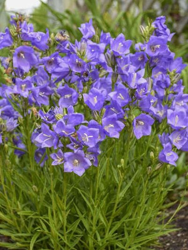 Campanula persicifolia ‘Takion F1 Blue’