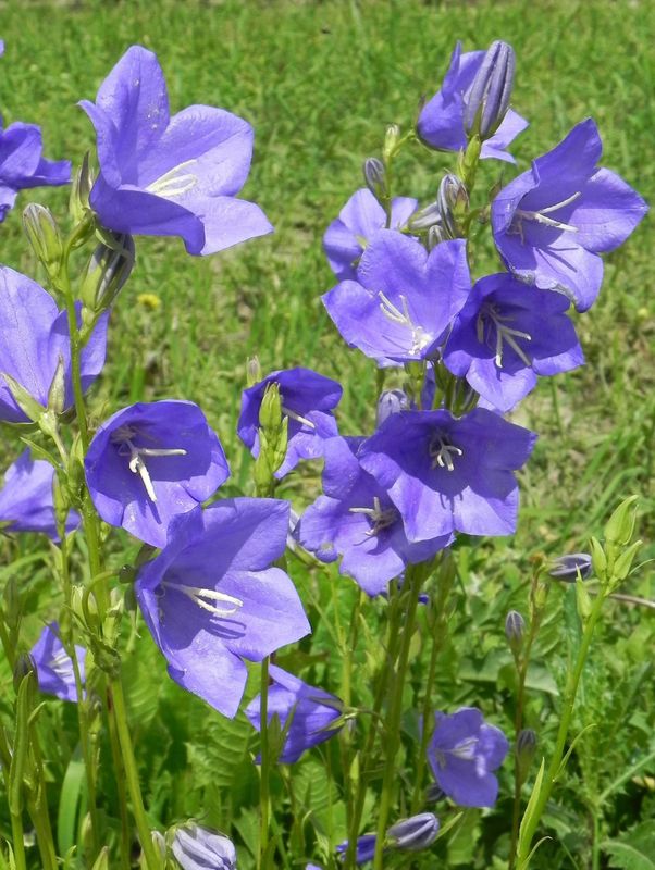 Campanula persicifolia ‘Caerulea’
