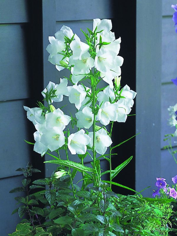 Campanula persicifolia ‘Takion F1 White’
