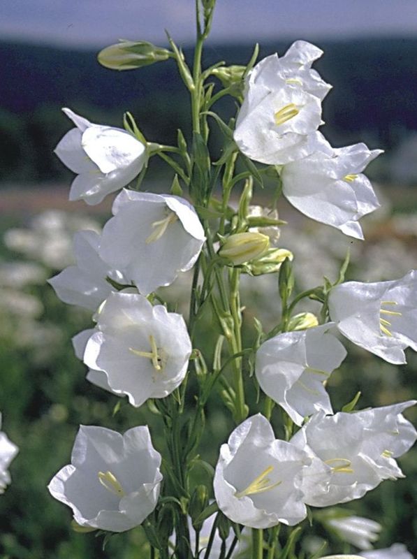 Campanula persicifolia ‘White’