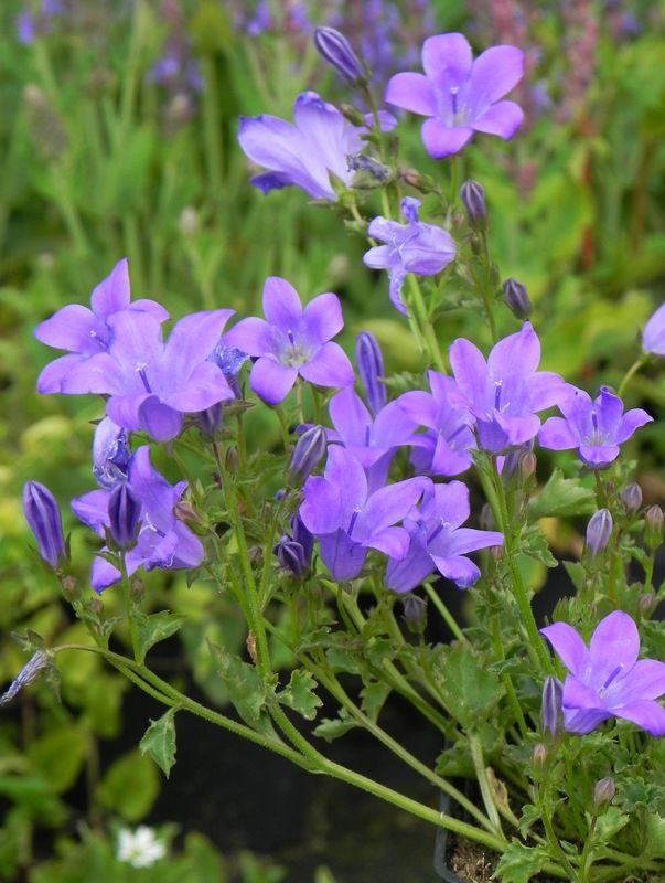 Campanula portenschlagiana ‘Birch’